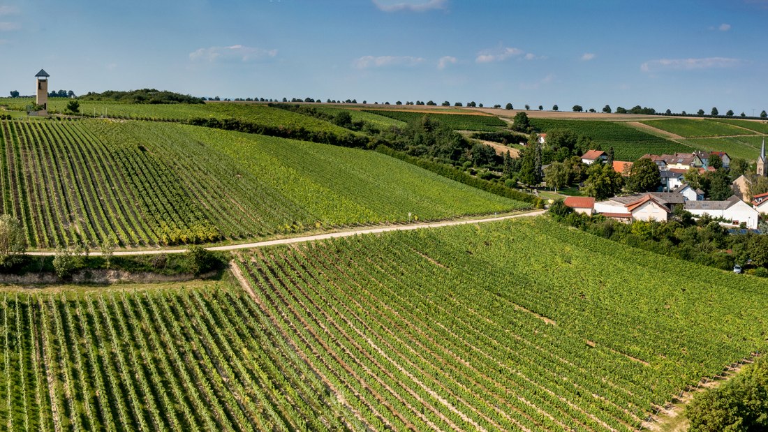 Vendersheimer Sonnenberg