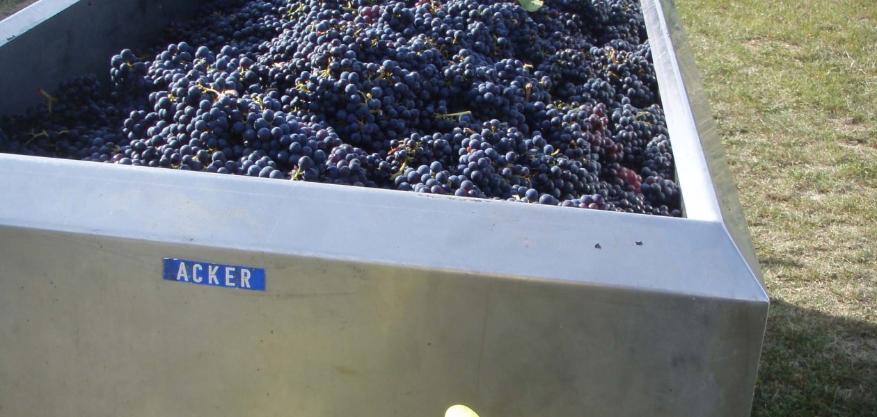 ernte, &copy; Weingut Wagner