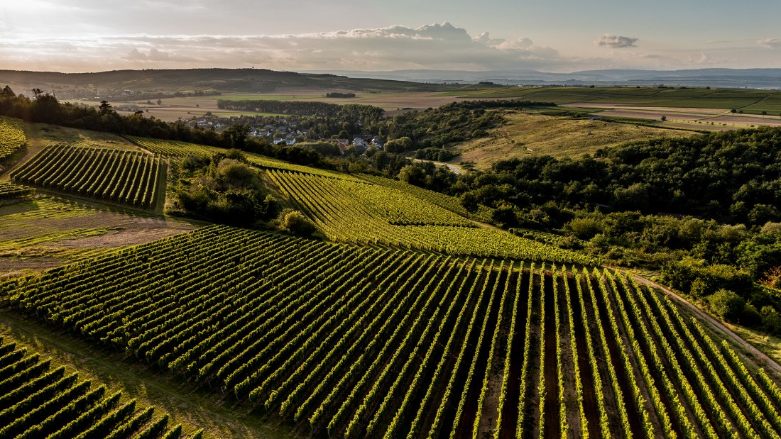 Siefersheimer Höllberg