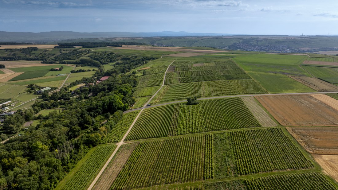Nieder-Hilbersheimer Steinacker, &copy; Torsten Silz