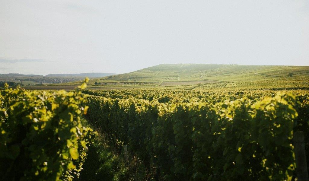 Winzerhof Diegel_Weinreben, &copy; Winzerhof Diegel