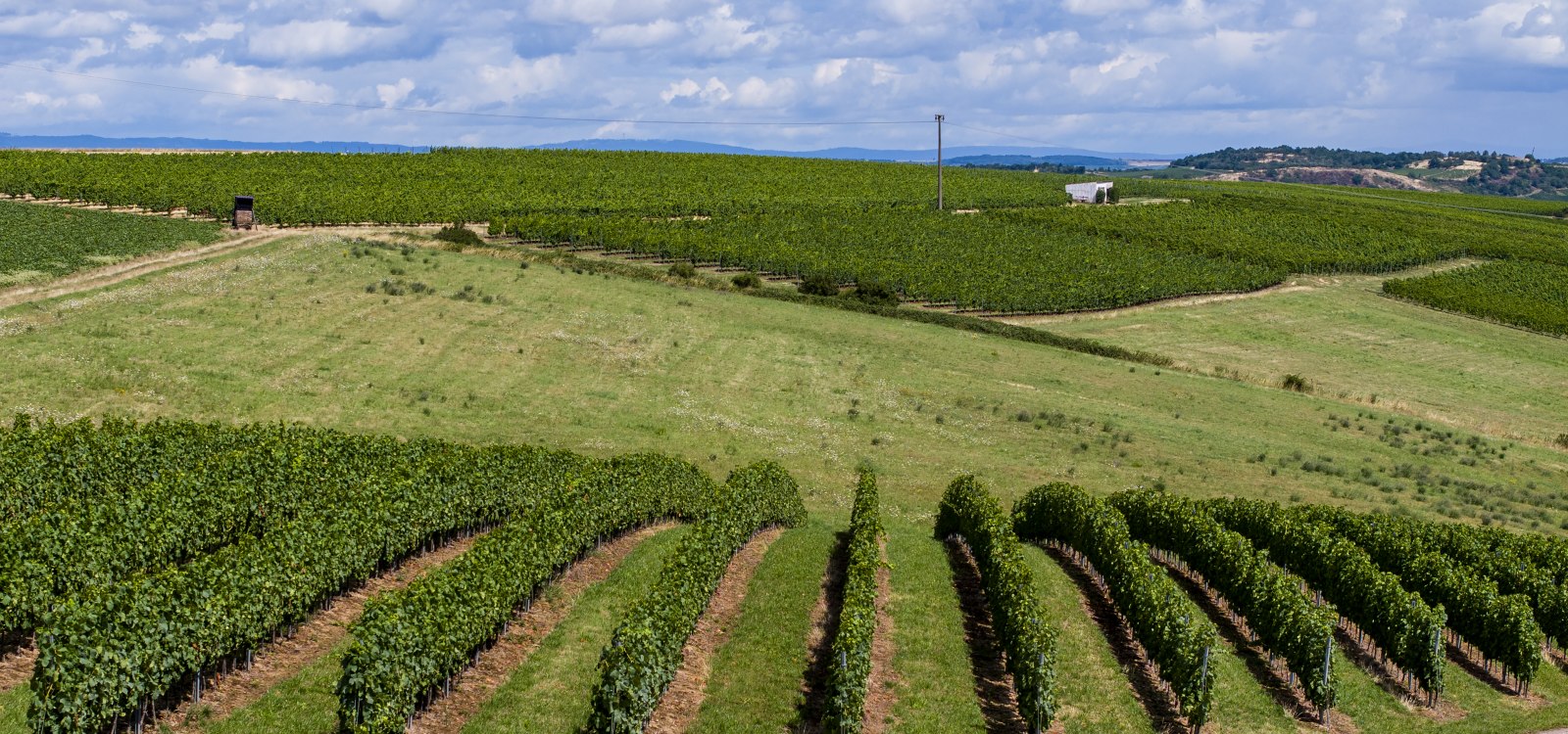 Tiefenthaler Graukatz