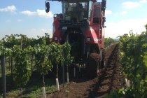 Vollernter Ernte, © Weinmanu