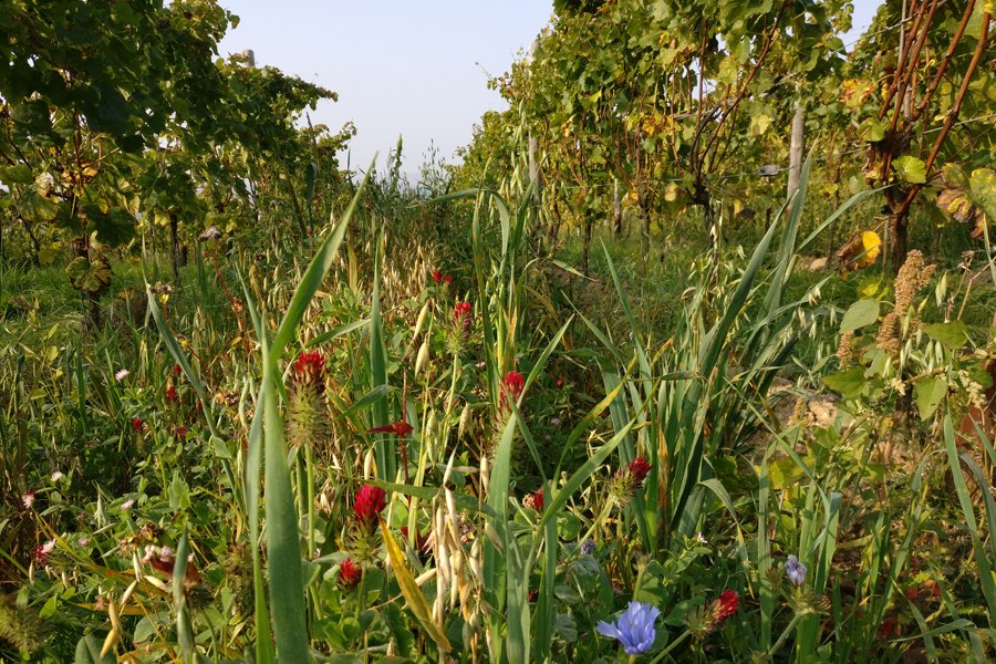 Weingut Seyberth_begr&uuml;nter Wingert, &copy; Weingut Seyberth