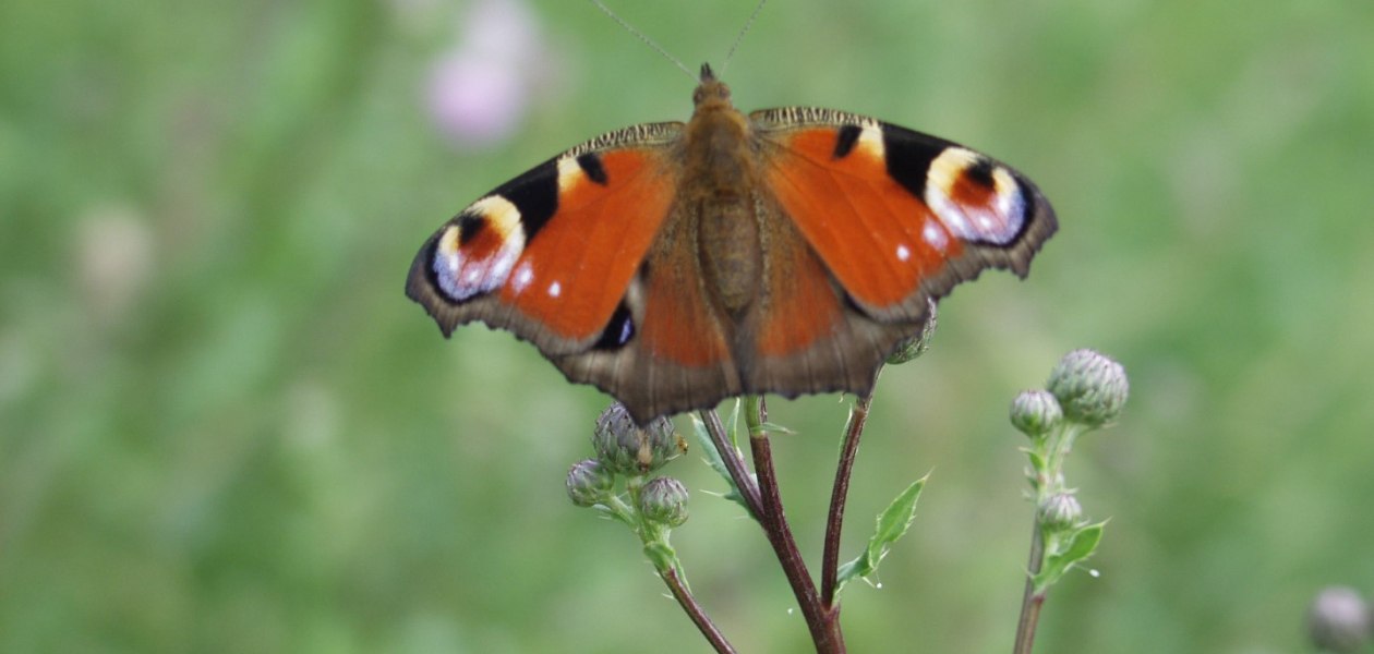 Bruehler-yard-butterfly, &copy; Weingut Br&uuml;hler Hof