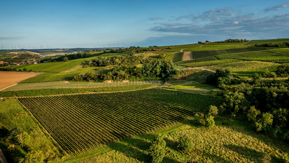 Siefersheimer Höllberg