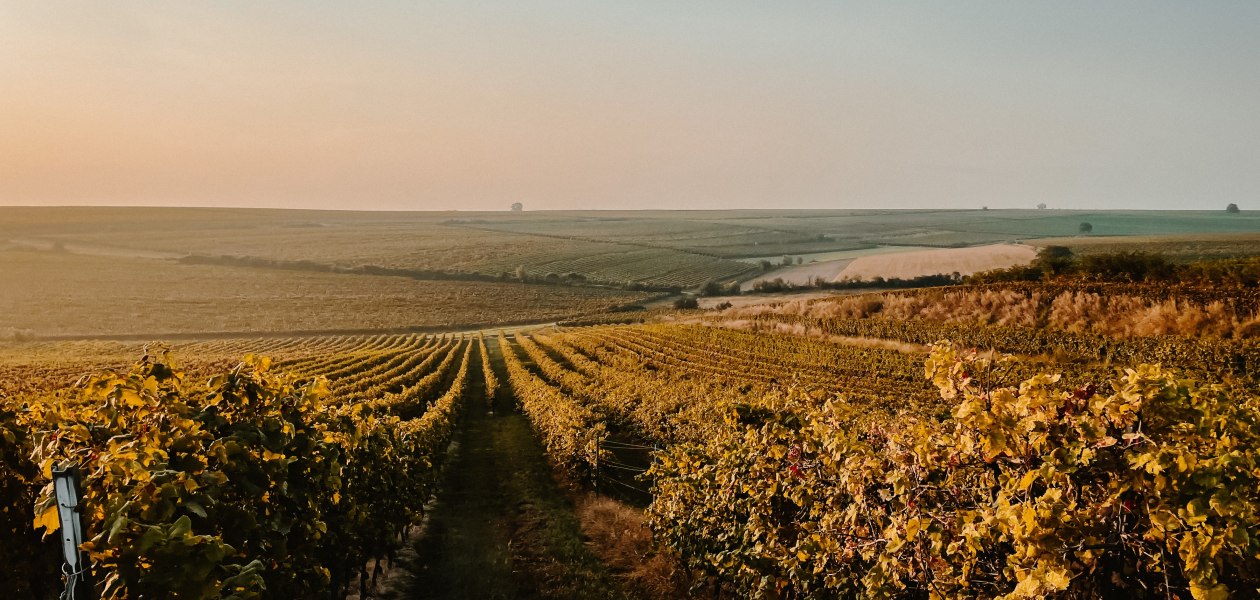 Weingut Heck_Wingert, &copy; Weingut Heck