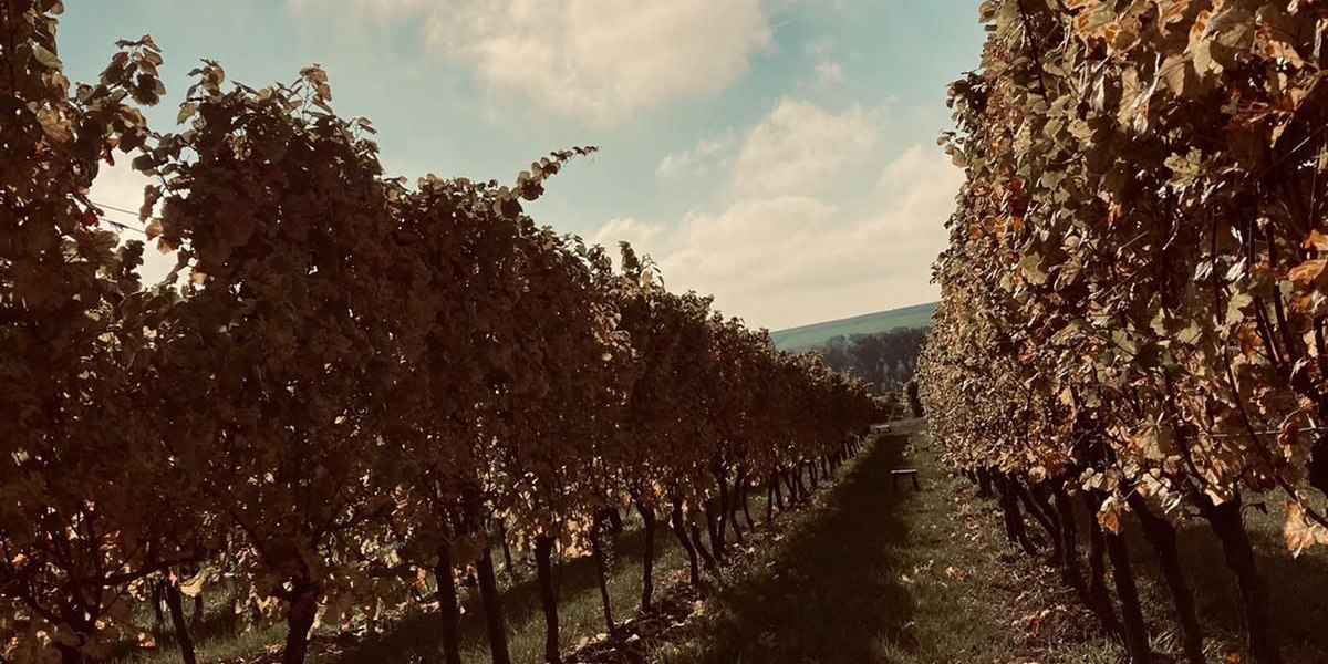 &copy; Weingut Wissgott