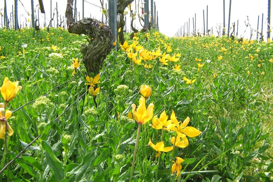 Wildtulpen, © Weingut Büsser-Paukner