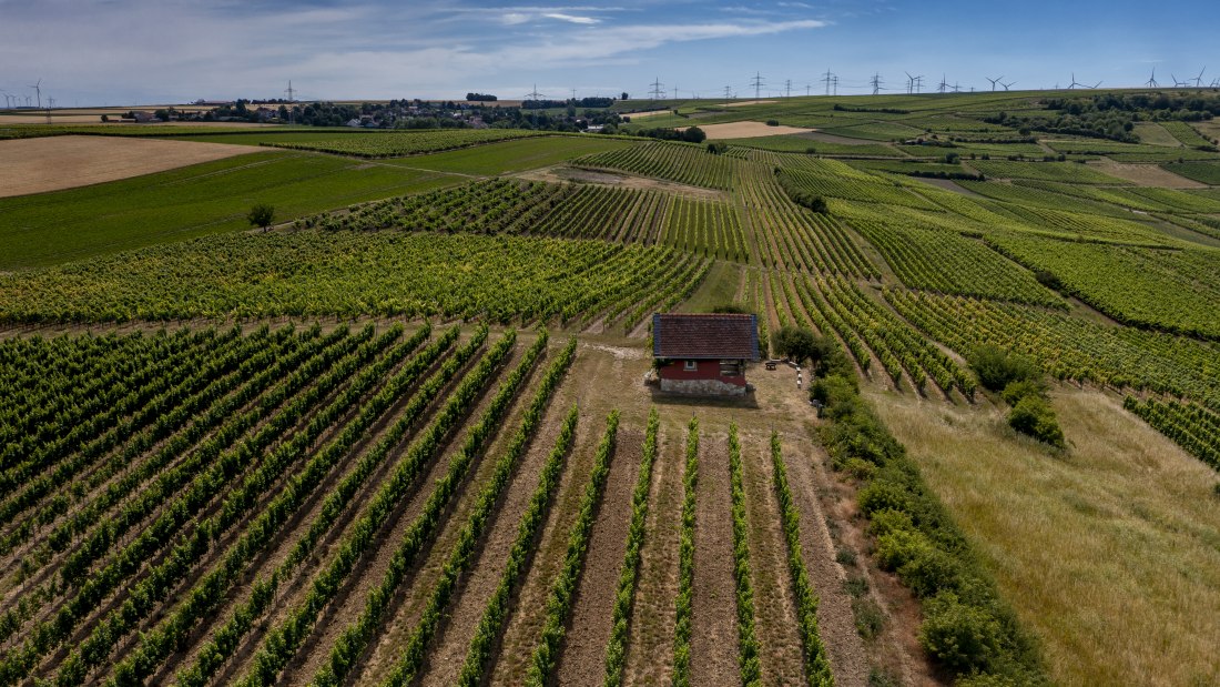 Monzernheimer Goldberg