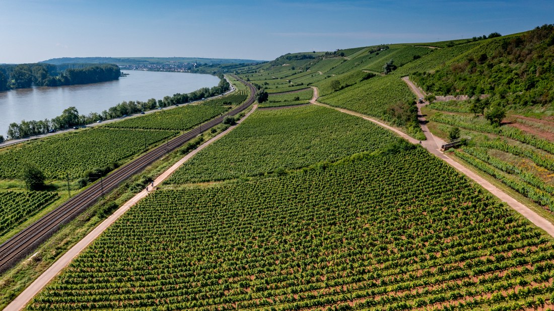 Nackenheimer Rothenberg