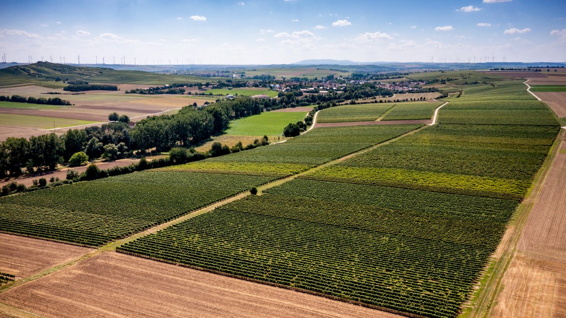 Bechtolsheimer Wingertstor