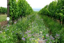 Bruehler-yard greening, &copy; Weingut Br&uuml;hler Hof