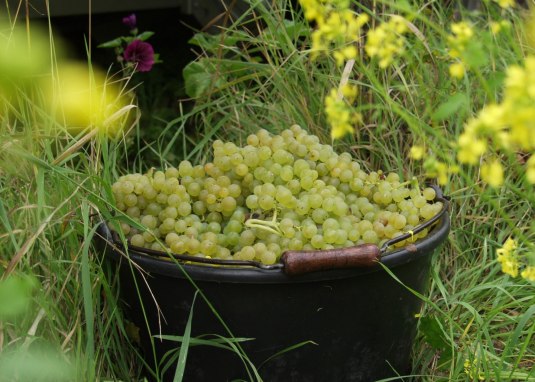 Bruehler-hof-read &copy; Weingut Br&uuml;hler Hof