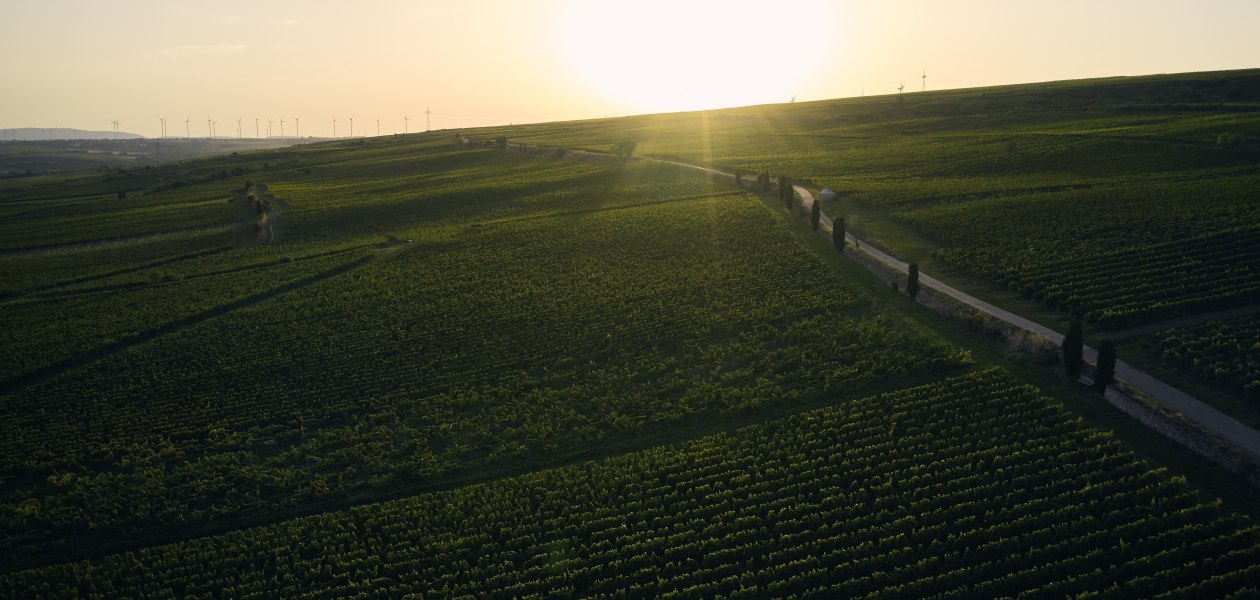 Weingut Wittmann_Weinberg MORSTEIN_by David Maurer, &copy; David Maurer