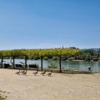 Rheinufer in Heidenfahrt &copy; Rheinhessen-Touristik GmbH