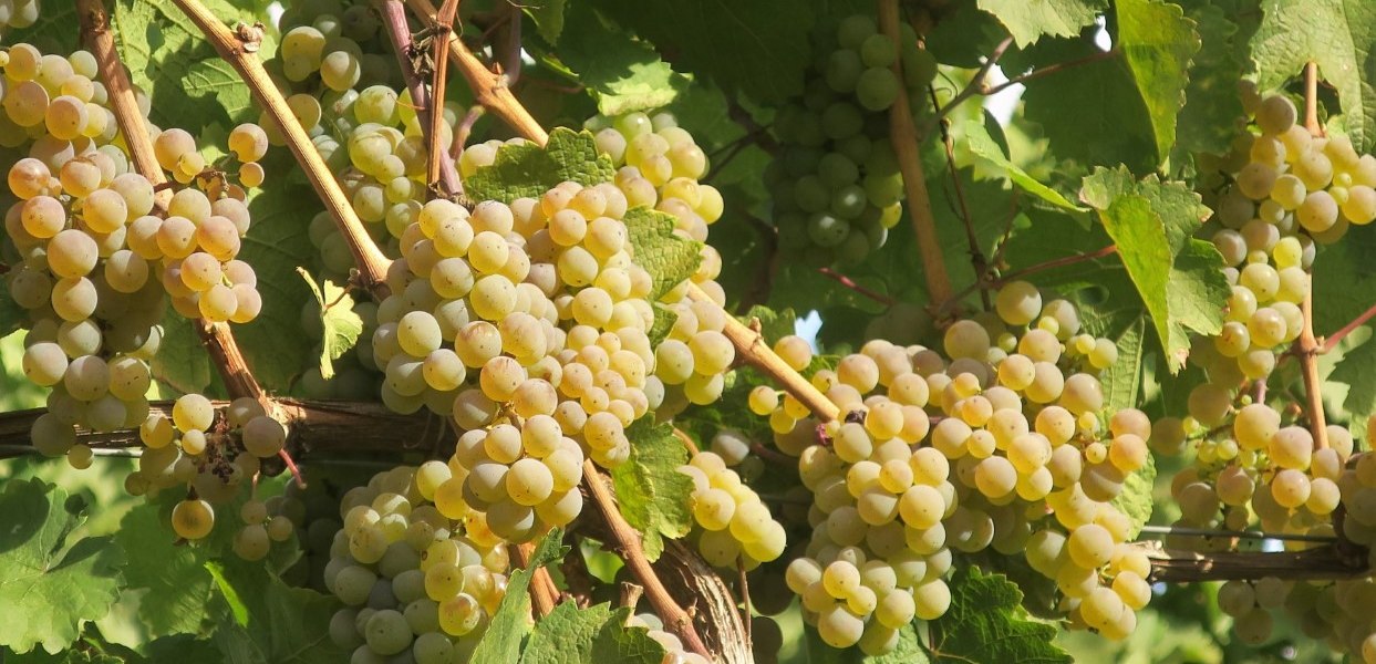Bruehler-hof-riesling, &copy; Weingut Br&uuml;hler Hof