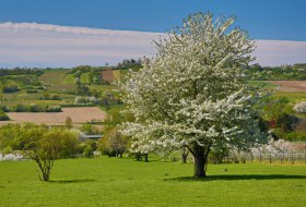 Landscape picture - blossoming fruit tree © Rainer Oppenheimer