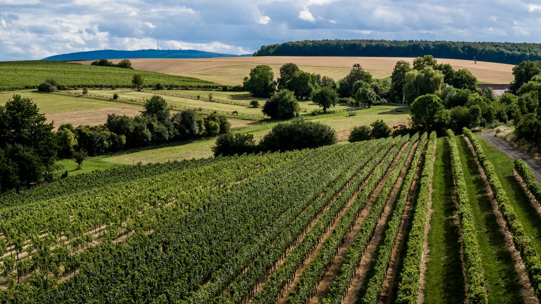 Mauchenheimer Sioner Klosterberg