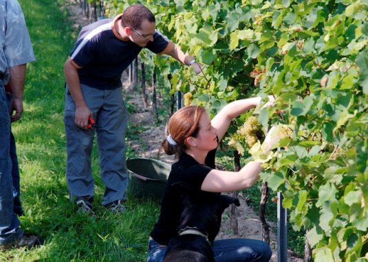 Weingut Lamberth_Weinlese &copy; Weingut Lamberth