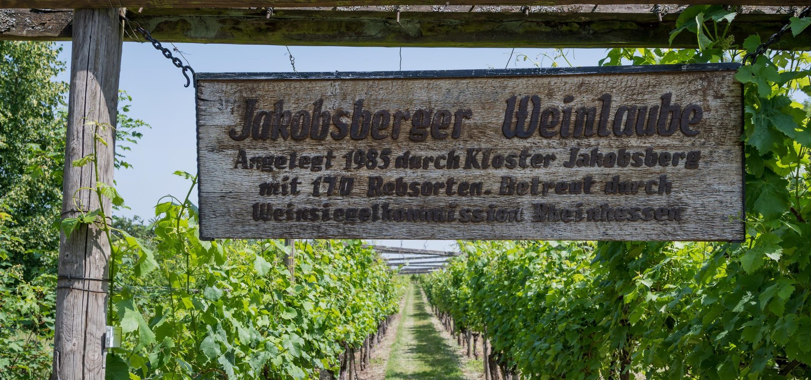 Weinlaube Schild, © Verbandsgemeinde Gau-Algesheim, Andreas Pacek