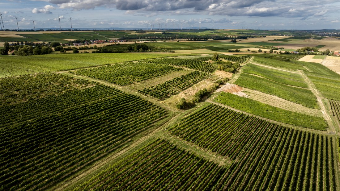 Mauchenheimer Sioner Klosterberg