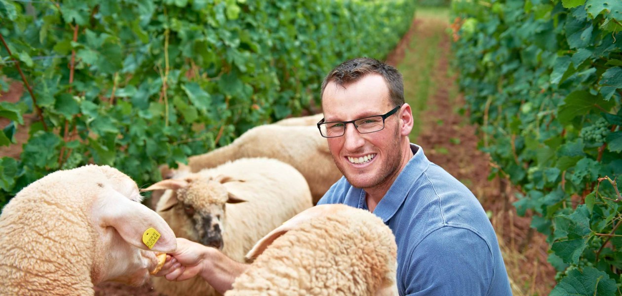 Weingut Fritz Ekkehard Huff_Schafe, &copy; Weingut Fritz Ekkehard Huff