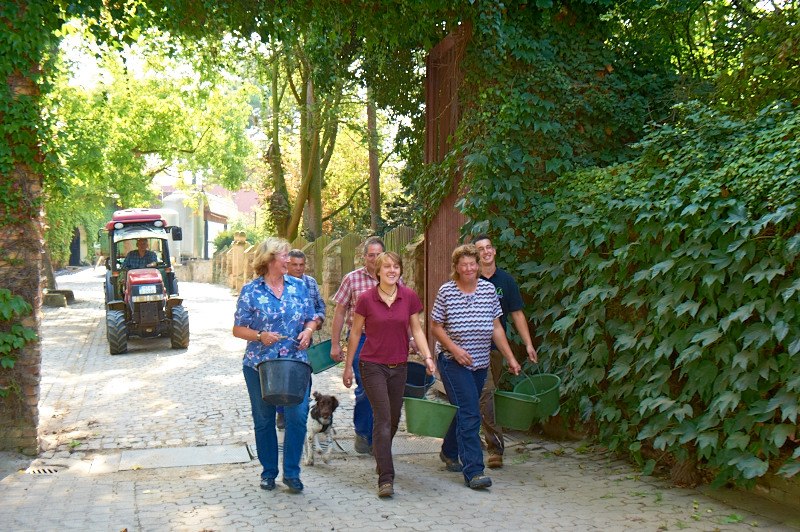 Weingut Kapellenhof_Weinlese, &copy; Weingut Kapellenhof