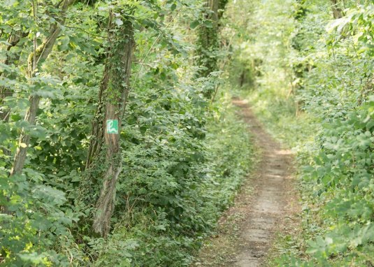 Winternheimer Wäldchen © Dominik Ketz