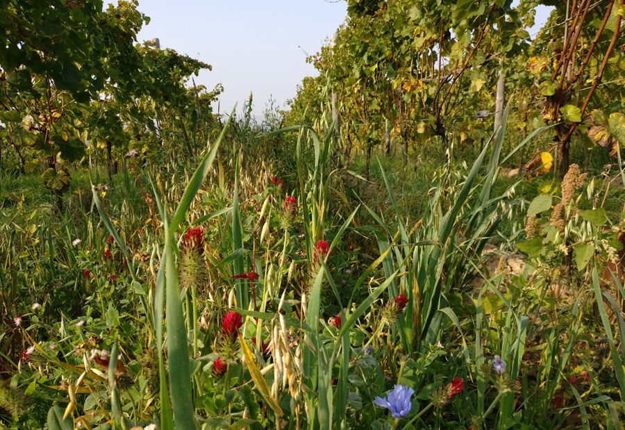 Weingut Seyberth_begr&uuml;nter Wingert, &copy; Weingut Seyberth