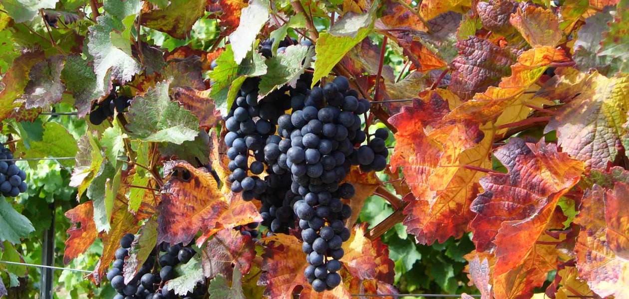 Pfaff wines red grapes Internet, &copy; PFAFF WEINE