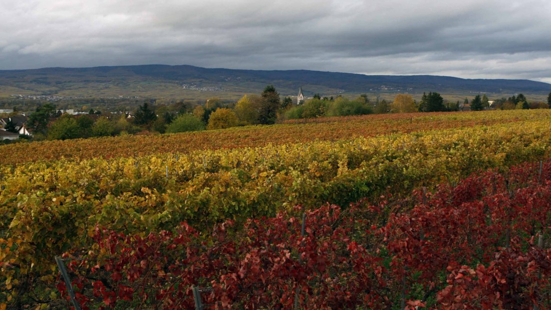 J. Neus_Reben, &copy; Andreas Durst