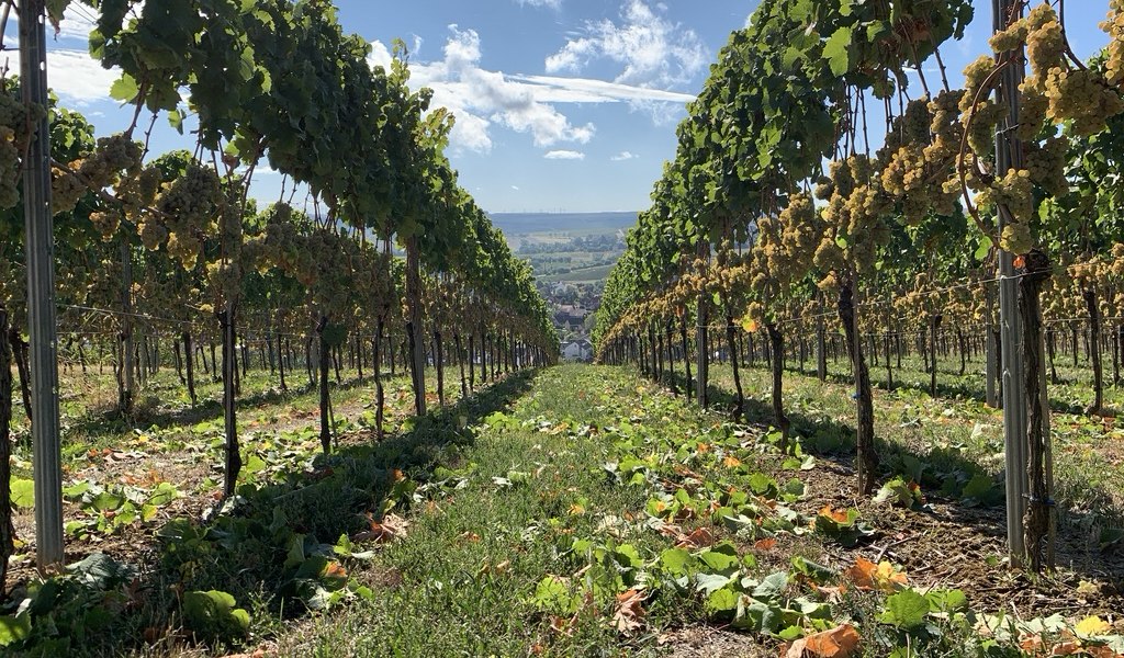 &copy; Weingut Kruppenbacher