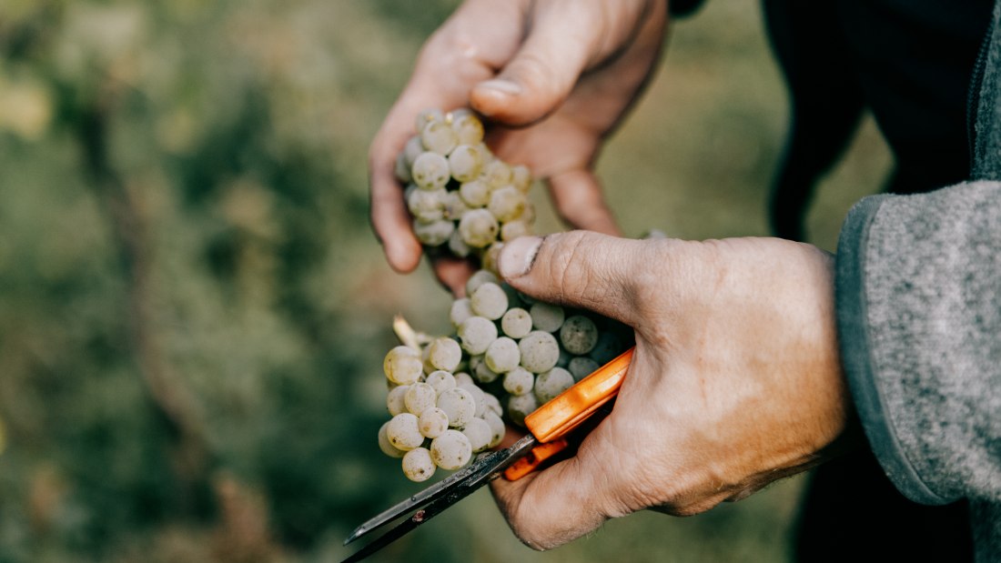 &copy; &Ouml;koweingut Arndt F. Werner