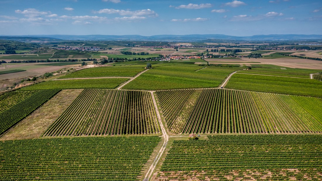 Eckelsheimer Kirchberg