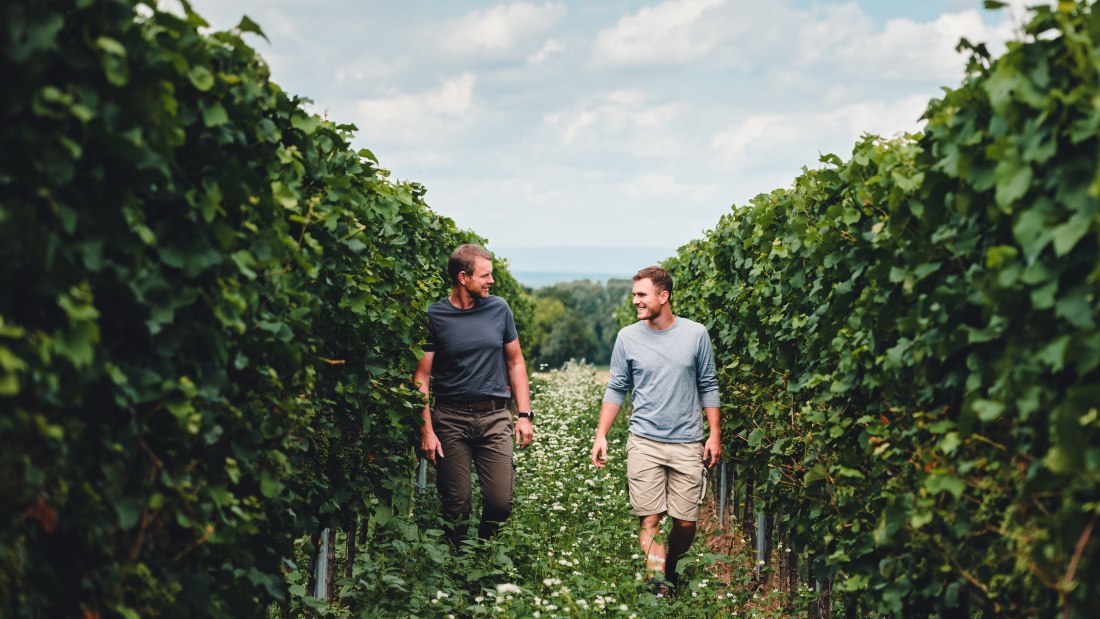 Weingut Kissinger_Weinberg, &copy; Clemens Hess