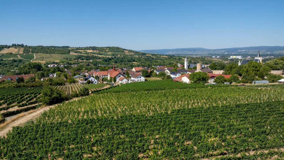 Ingelheimer Burgberg-072 Kopie, &copy; Torsten Silz