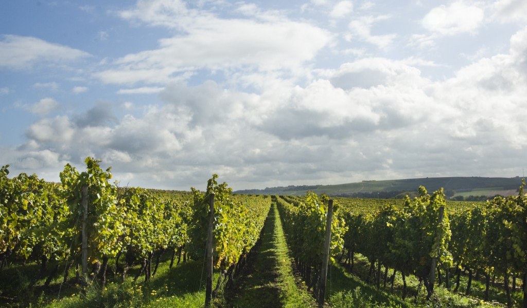 weingut_schuck_-15-1024x679, &copy; Weingut Schuck Sonnenhof