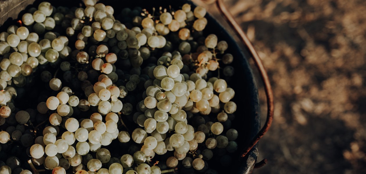 Weingut Bernhard_Trauben, &copy; Ines Barwig