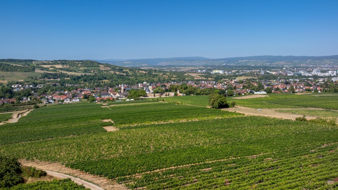 Ingelheimer Burgberg-093 Kopie, &copy; Torsten Silz