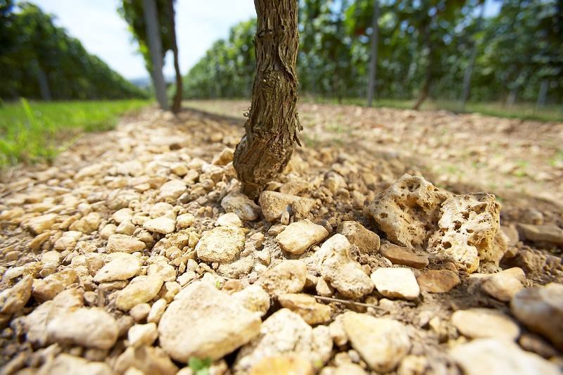 Weingut Diel_Reben, &copy; Weingut Diel