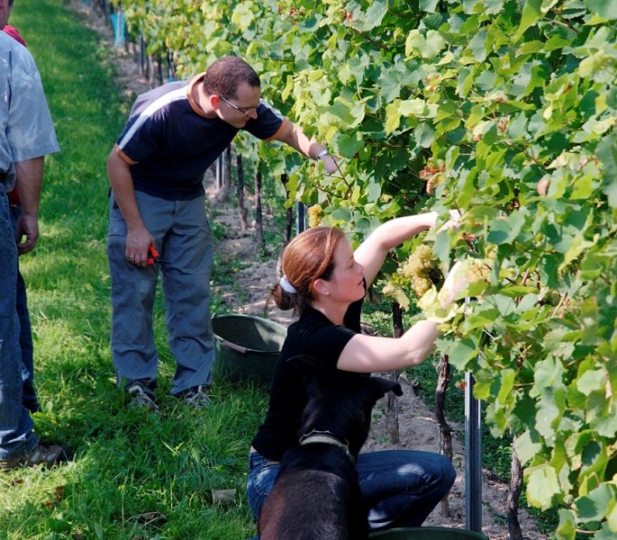 Weingut Lamberth_Weinlese, &copy; Weingut Lamberth