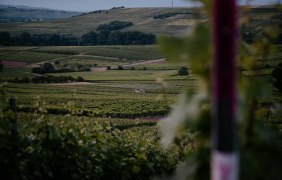 Weingut Finkenauer 03