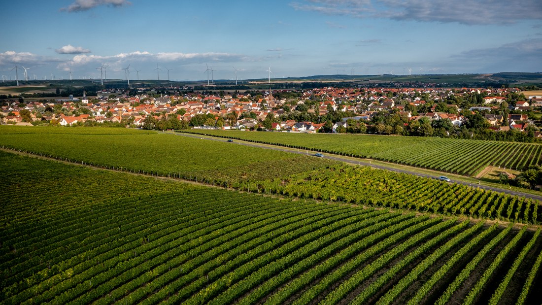 Wöllsteiner Äffchen