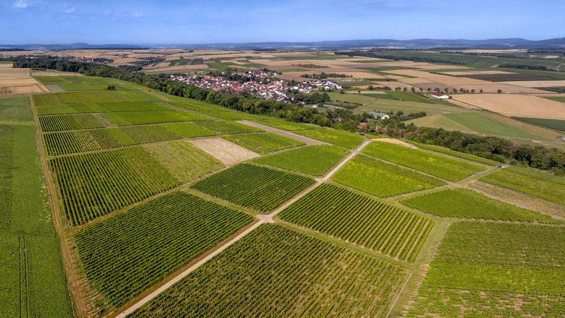 Nieder-Hilbersheimer Steinacker, &copy; Torsten Silz