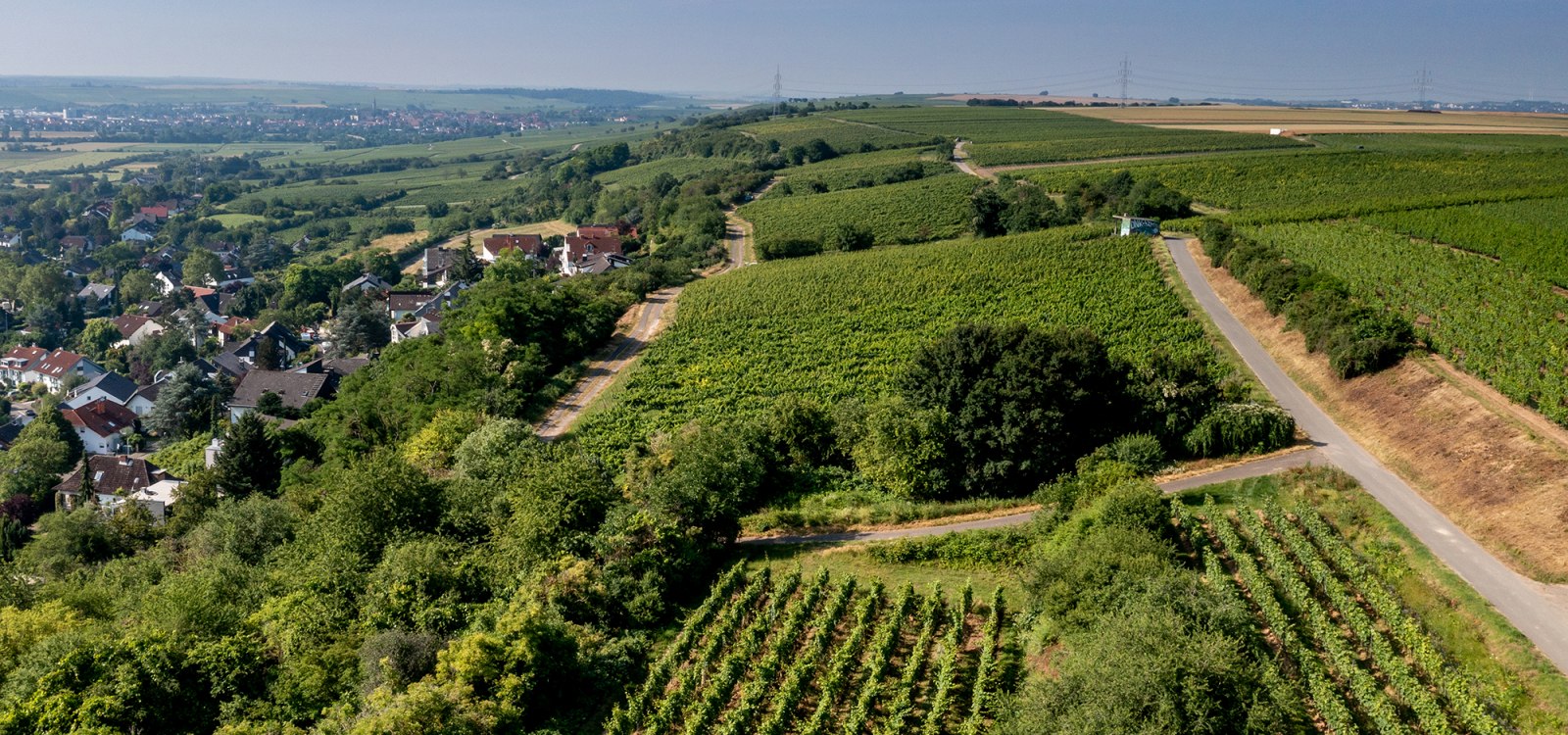 Laubenheimer Johannisberg