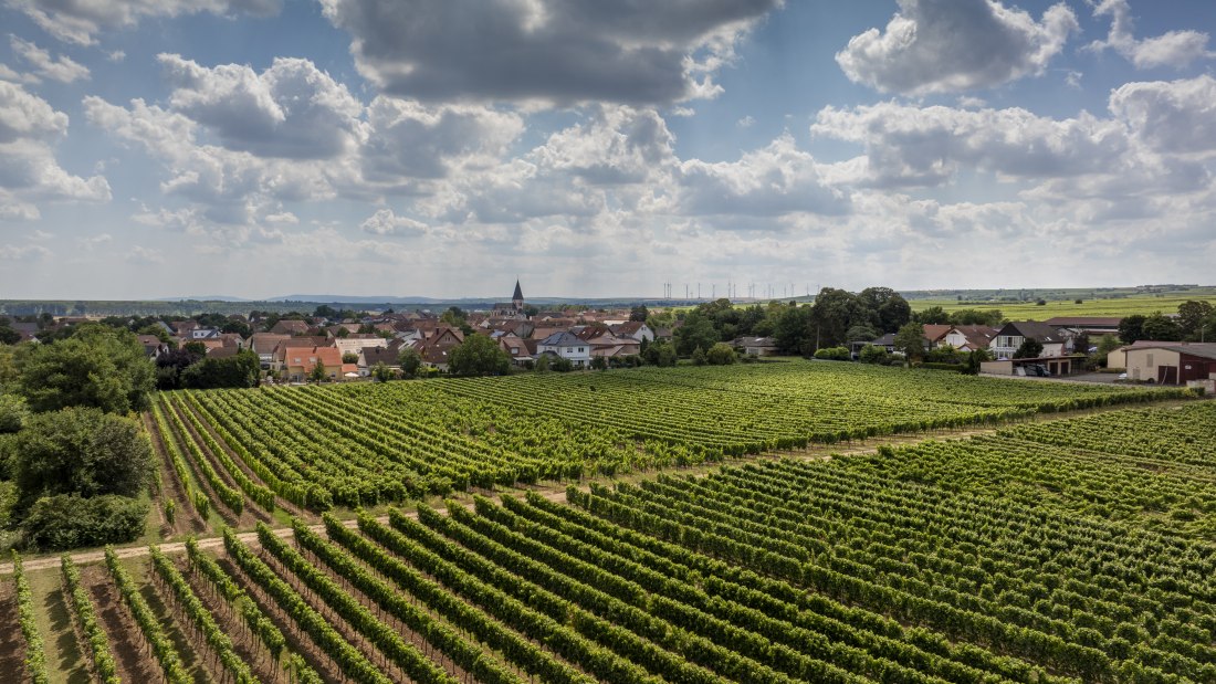 Gundheimer Hungerbiene, &copy; Rheinhessenwein e.V., Torsten Silz