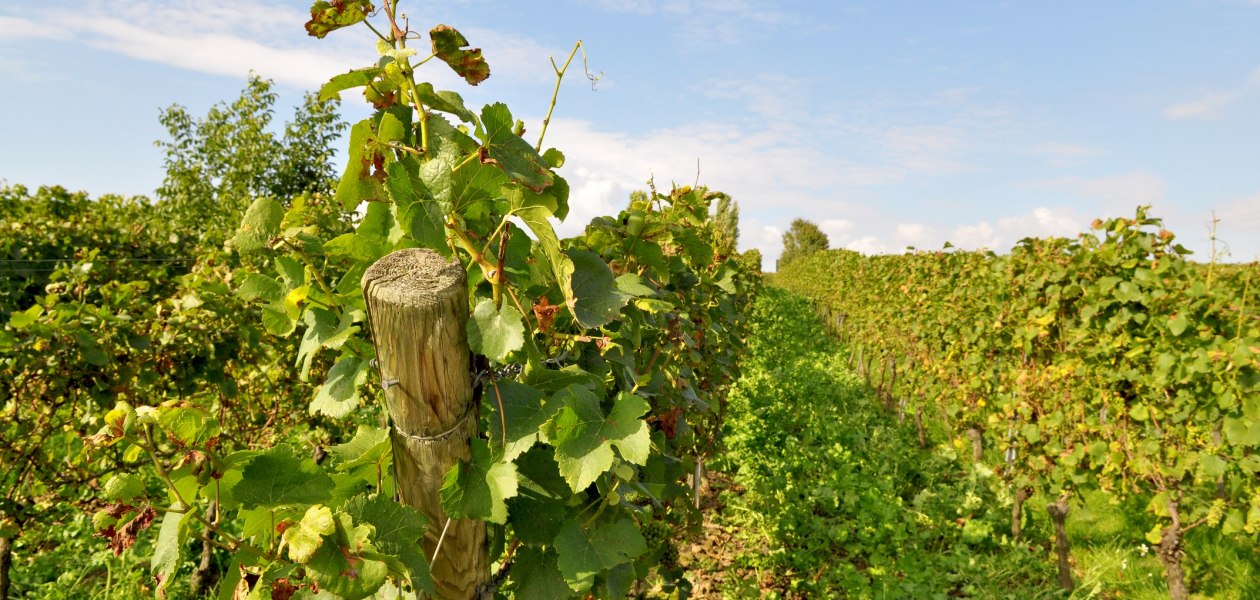 Weingut M&uuml;sel_Weinreben 2