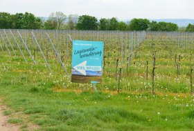 Gau-Algesheimer Weinlagenwanderung &copy; VG Gau-Algesheim_Armin Kleisinger