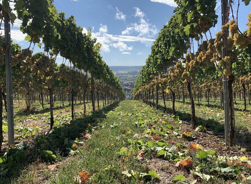 &copy; Weingut Kruppenbacher